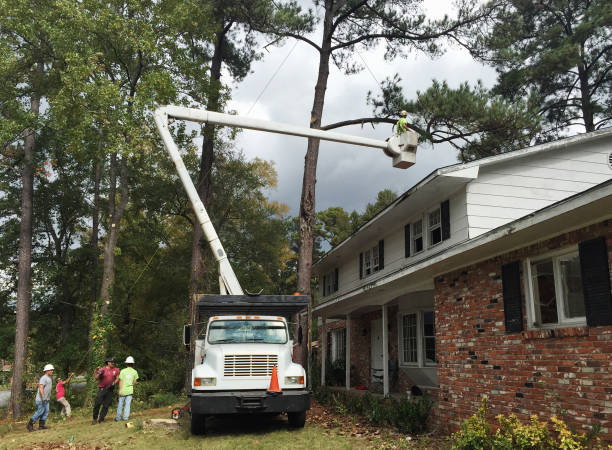 Reliable Scotchtown, NY Tree Care Solutions