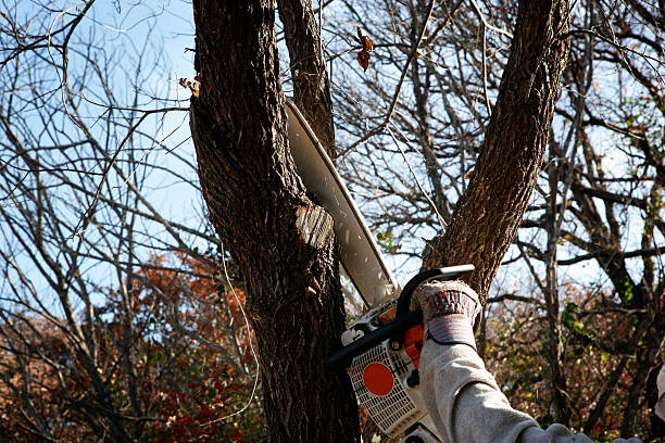 How Our Tree Care Process Works  in  Scotchtown, NY